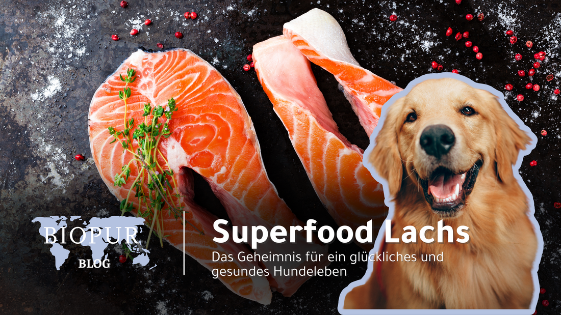 Superfood Lachs: Das Geheimnis für ein glückliches und gesundes Hundeleben 🐶🐟